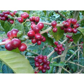 Papa Jacques Brasil Frutado 1kg cafea proaspat prajita boabe