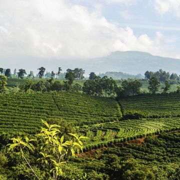 Papa Jacques Nicaragua San Jose cafea boabe proaspat prajita 250g