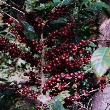 Papa Jacques Burundi Burambi cafea proaspat prajita boabe 250gr