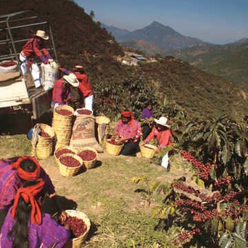 Papa Jacques Guatemala Jasmine cafea proaspat prajita boabe 500gr