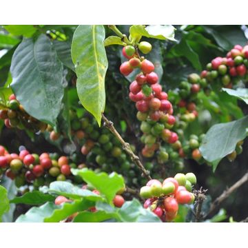 Papa Jacques Ethiopia Konga 300g cafea proaspat prajita boabe