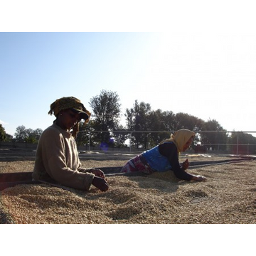 Papa Jacques Tanzania Burka Estate 250gr cafea proaspat prajita boabe