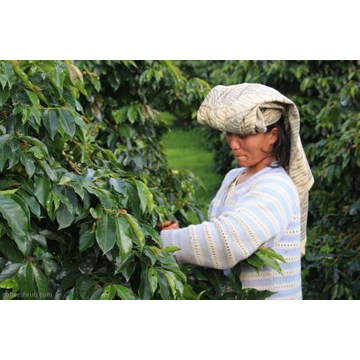 Papa Jacques Sumatra Blue Tawar 250gr cafea proaspat prajita boabe